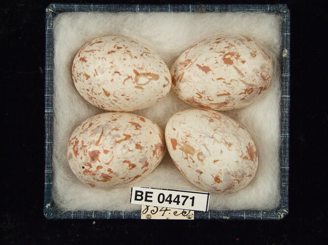 Four bird eggs with specimen labels in box.