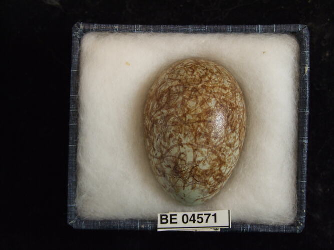 Bird egg with specimen labels in box.