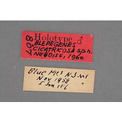 Entomology type specimen labels.