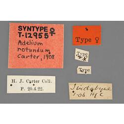 Entomology type specimen labels.