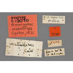 Entomology type specimen labels.