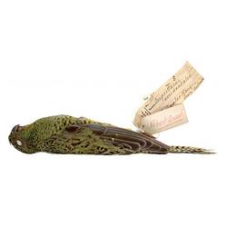 Dry bird skin specimen with labels.