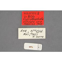 Partial insect preparation on card with specimen labels.