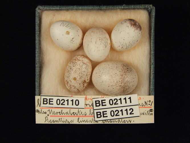 Five bird eggs with specimen labels in box.