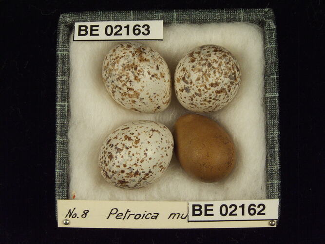 Four bird eggs with specimen labels in box.