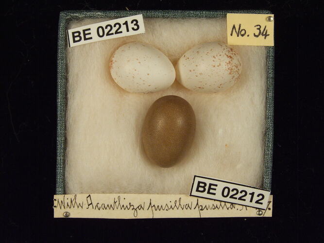 Three bird eggs with specimen labels in box.