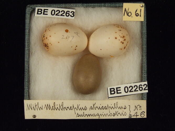 Three bird eggs with specimen labels in box.