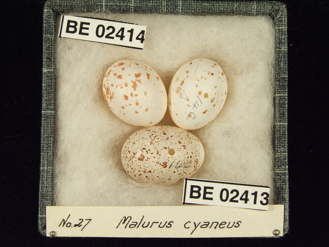 Three bird eggs with specimen labels in box.