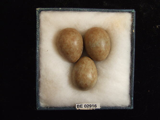 Three bird eggs with specimen label in box.