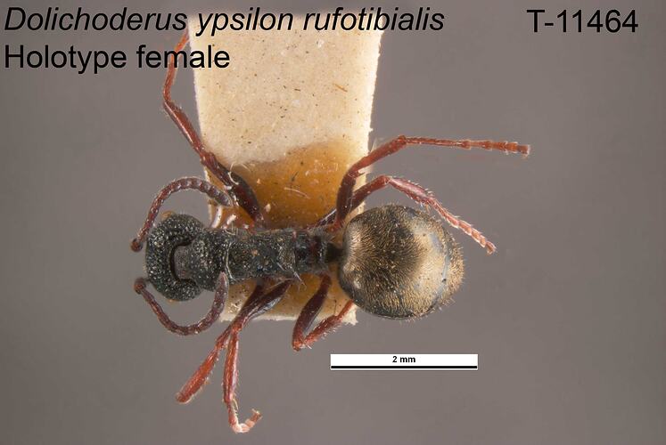 Ant specimen, female, dorsal view.