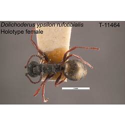 Ant specimen, female, dorsal view.