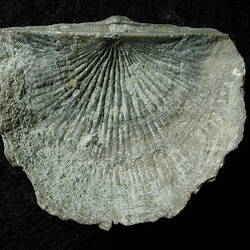 Fossil brachiopod specimen.