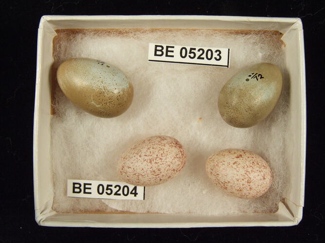 Four bird eggs with specimen labels in box.