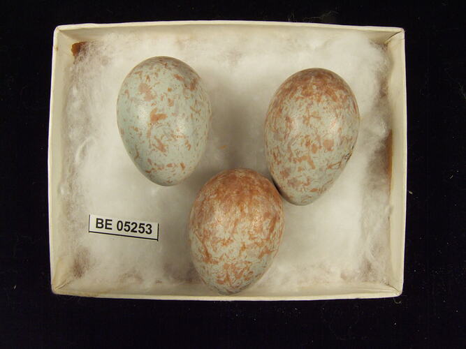 Three bird eggs with specimen label in box.