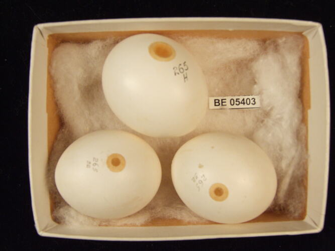 Three bird eggs with specimen label in box.