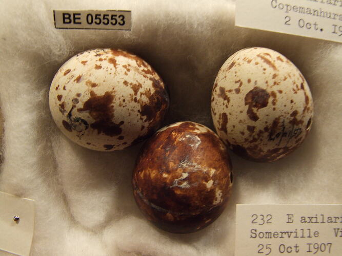 Close up of three bird eggs with specimen labels.