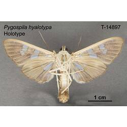 Moth specimen, ventral view.