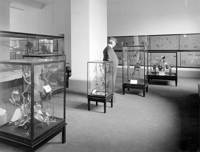 Man amongst glass bird display cases in a museum.