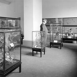 Glass Negative - Man Amongst Bird Display Cases, National Museum, by A.J. Campbell, Melbourne, Victoria, 1928