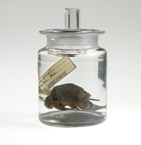 Baw-baw Frog specimen in jar of ethanol.