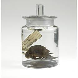 Baw-baw Frog specimen in jar of ethanol.