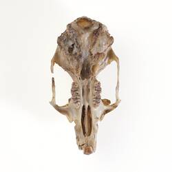 White-footed Rabbit Rat skull viewed from palate.