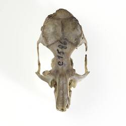 White-footed Rabbit Rat skull viewed from above.