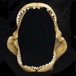 Open shark jaws, front view.