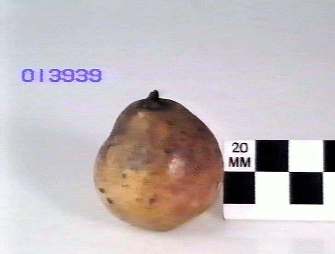 Pear Model - Passans Du Portugal, Essendon, Victoria, 1875