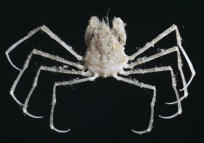 Dorsal view of crab specimen.