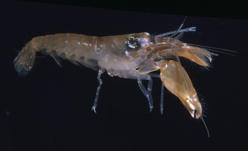 Social Snapping Shrimp viewed from side.