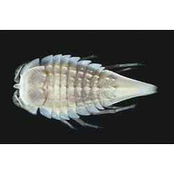 <em>Austrochaetilia capeli</em> Poore, 1978