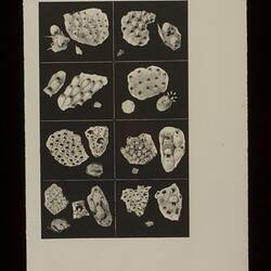 Onychoblestrum propinquum, Parasmittina cheilodon,Calloporia canaliculata, Didymosella larvalis, Calloporina diadema, Smittina papillifera & Mucropetraliella ellerii. Bryozoans