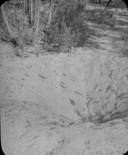 Lantern Slide - Mallee Hen's Mound, Australia, Date Unknown [BA 1528]