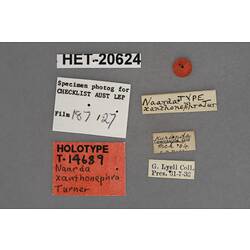 Entomology type specimen labels.