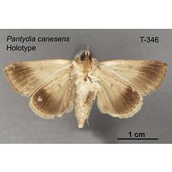 Moth specimen, ventral view.