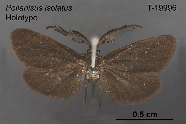 Moth specimen, dorsal view.
