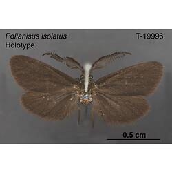 <em>Pollanisus isolatus</em> Tarmann