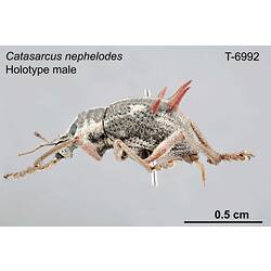 Weevil specimen, male, lateral view.