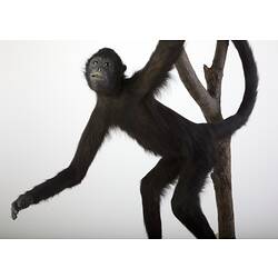 Black Spider Monkey specimen mounted on forked branch.
