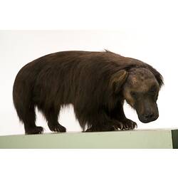 Mounted Sloth Bear specimen.
