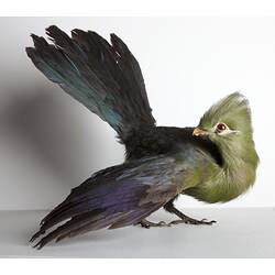 Bird specimen with green crested head and neck and purple-blue wings and tail.