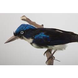 <em>Tanysiptera galatea</em>, Common Paradise-Kingfisher. [B 32985]