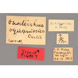 Entomology type specimen labels.