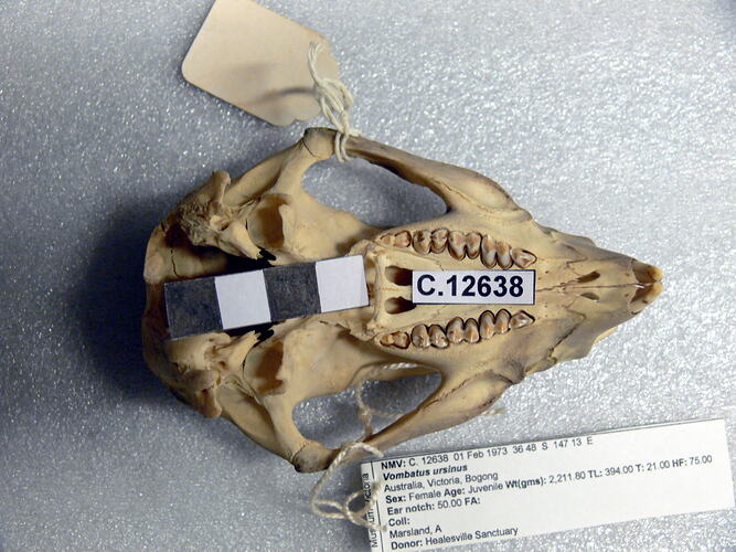 Wombat skull, ventral view.