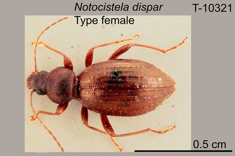 Beetle specimen, female, dorsal view.