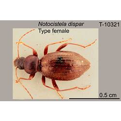 <em>Notocistela dispar</em> Carter, 1922