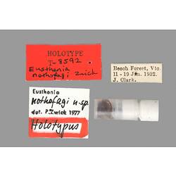 Partial insect preparation in vial with specimen labels.