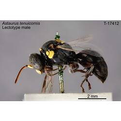 Wasp specimen, male, lateral view.