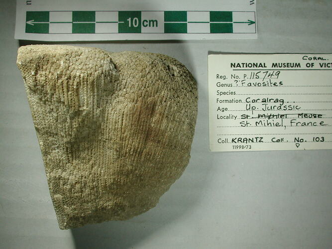 Chunk of fossilised coral.